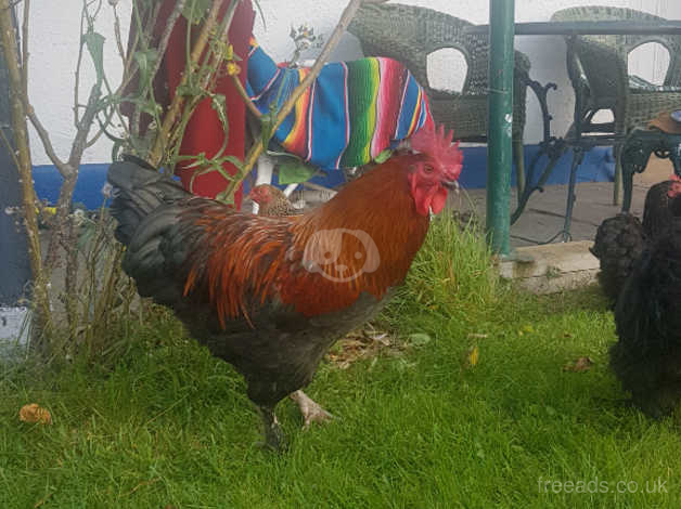 Copper maran rooster in Newton Abbot