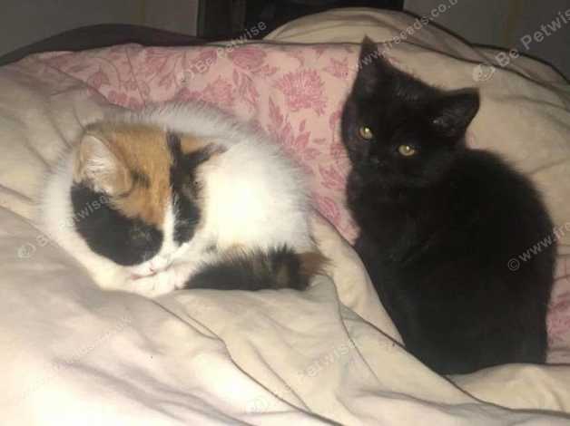 Persian X British Short Haired Kittens Both Girls For Sale In