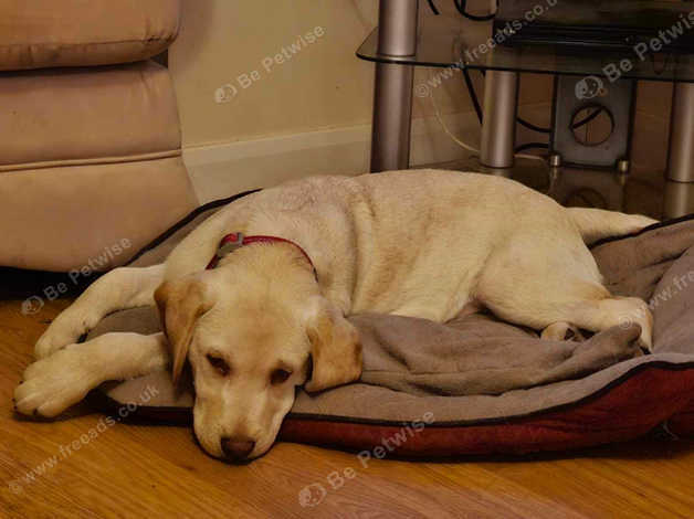 Rupert The Golden Lab (andrex Puppy) in Salisbury SP2 on Freeads ...