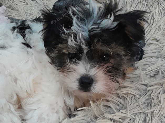 Biewer terrier hot sale rescue