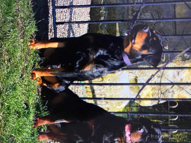 rottweiler puppies for sale wirral