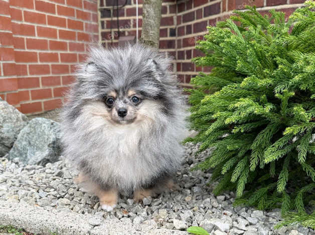 Exotic Blue Merle Tan Pomeranian Boy in Greenwich SE9 on Freeads ...