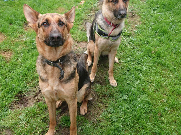 Kennels, Catteries and Boarding Services in Bridgwater Find Pet