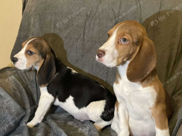 Black and white beagle for sale cheap