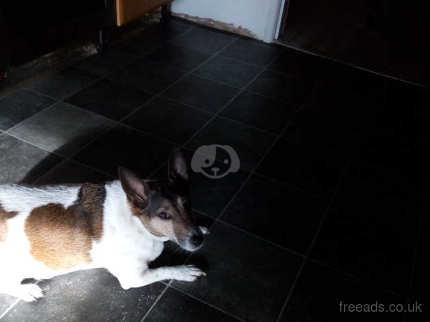 Jack Russell In Torquay On Freeads Classifieds Jack Russells