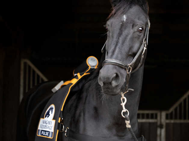 Improve your horse’s circulation & encourage muscle relaxation in North Yorkshire