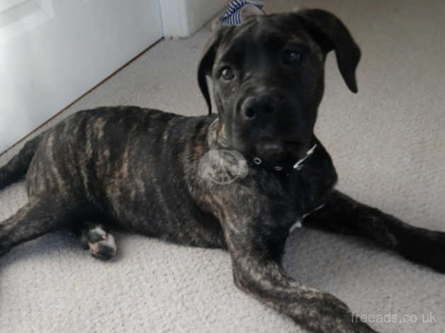 Seven Month Old Cane Corso In Wigan