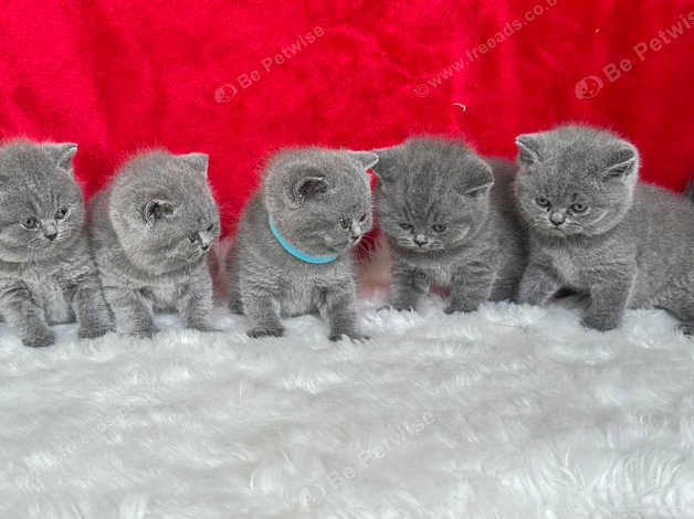 Champion line British Shorthair kittens ONLY 2 KITTENS LEFT