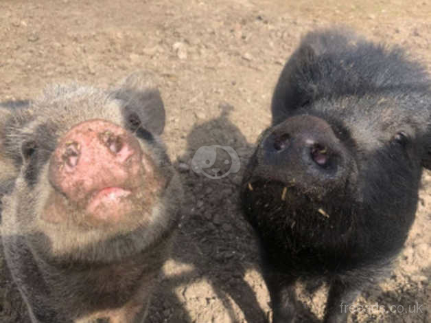 Micro pigs in Accrington
