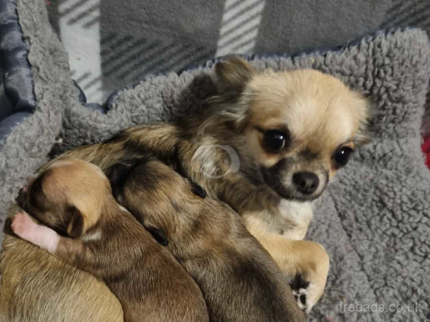 Hill country hot sale chihuahua puppies