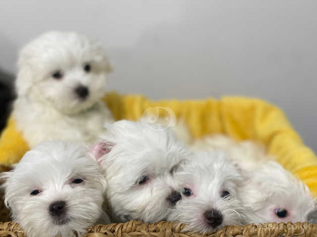 Maltese purebred best sale puppies for sale