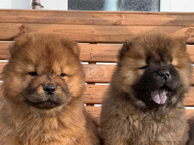 chow chow looks like bear