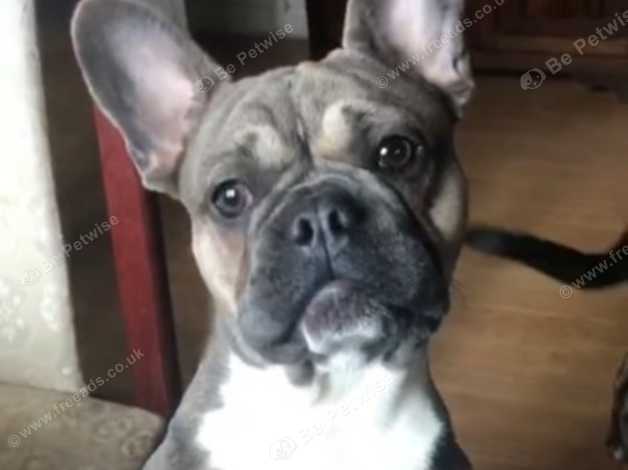 Blue And White French Bull Dog In West Sussex On Freeads Classifieds French Bulldogs Classifieds