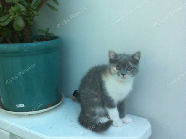 Mixed Breed Kittens Breed Ragdoll Mum And Breed British Sort Hair