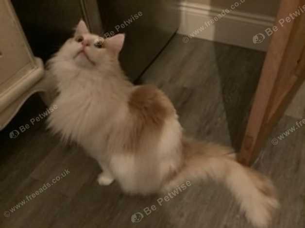 Beautiful White & Soft Caramel Manie Coon Boy Pet Only , Neutered in ...