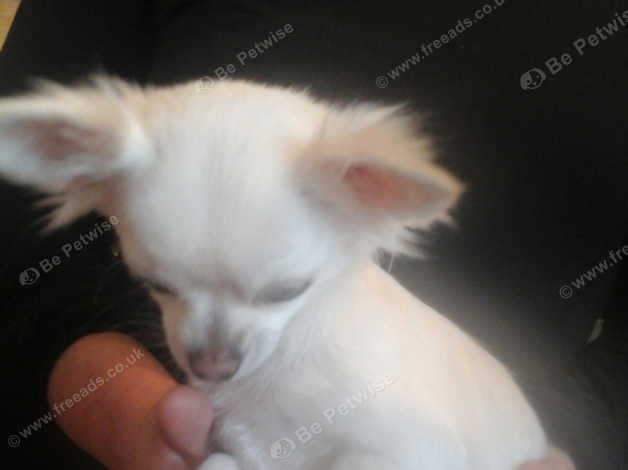 White Tcup Longhair Chihuahua In West Bromwich On Freeads