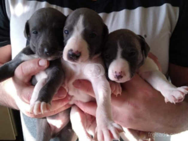 Whippet Pups In Sunderland On Freeads Classifieds Whippets