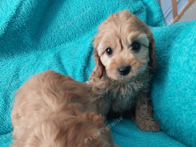 Cavapoo Puppies From Dna Tested Parents In Telford Tf3 On Freeads 