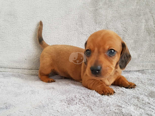 Kc Miniature Dachshund In Nottingham Ng12 On Freeads Classifieds