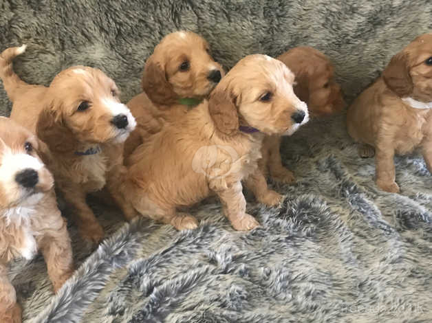 apricot cockapoo puppies for sale near me