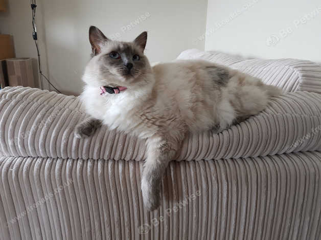 ragdoll 1 year old