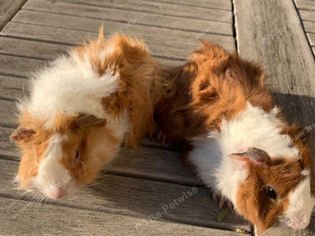 2 Funky Haired Male Baby Guinea Pigs In Wokingham Rg40 On Freeads