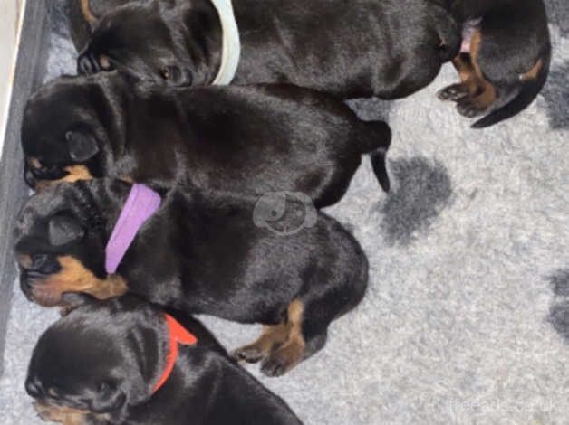 rottweiler puppies for sale wirral