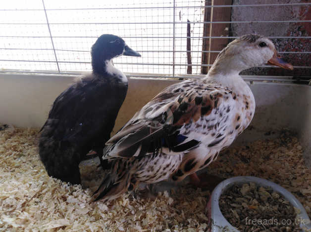 Pair Of Call Ducks In Ammanford