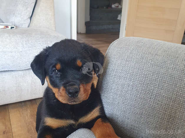 Rottweiler Pup In Cheshire On Freeads Classifieds - Rottweilers Classifieds