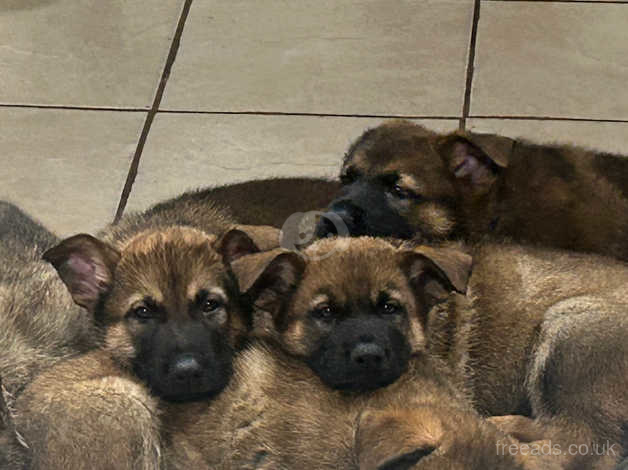 Shepinois puppies 2024 for sale