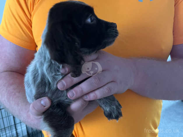 Black and white cocker spaniel puppies hot sale for sale