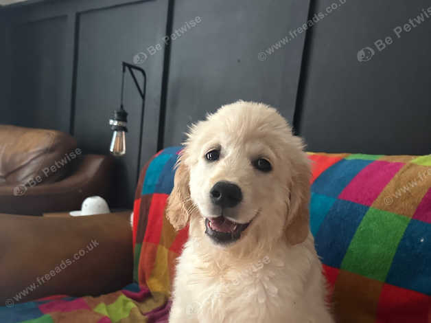 Beautiful Female Golden Retriever Pup in Gosport Po138ny on Freeads ...