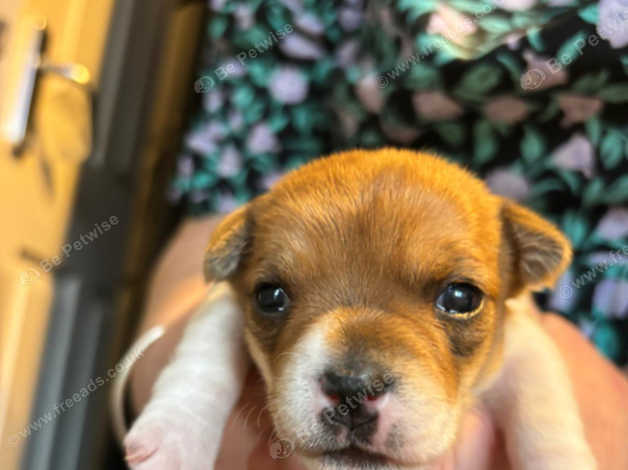 Gorgeous Jack Russell Puppies In Edinburgh On Freeads Classifieds 