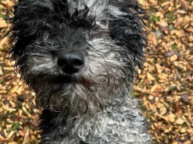 Silver Dapple Poodle Miniature in Langport TA10 on Freeads Classifieds ...