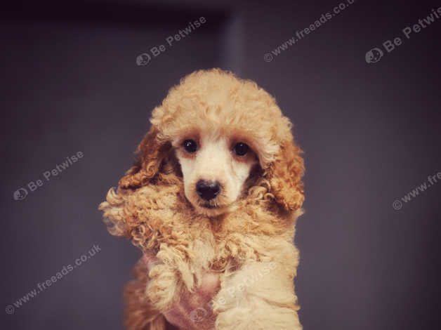 Poodles for sale in my area best sale