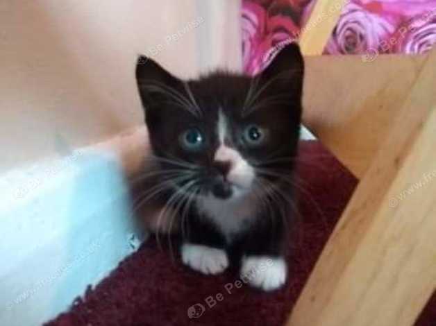 Lovely Little Black And White Kittens For Sale In Northampton On