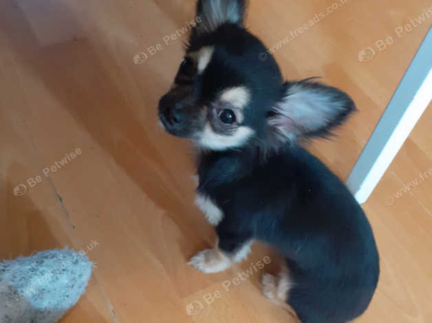 Long Haired Chihuahua Puppy For Sale In Wigan Wn3 On Freeads