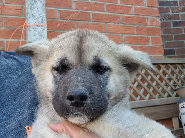 Puppies For Sale in Derby on Freeads Classifieds - Akitas classifieds