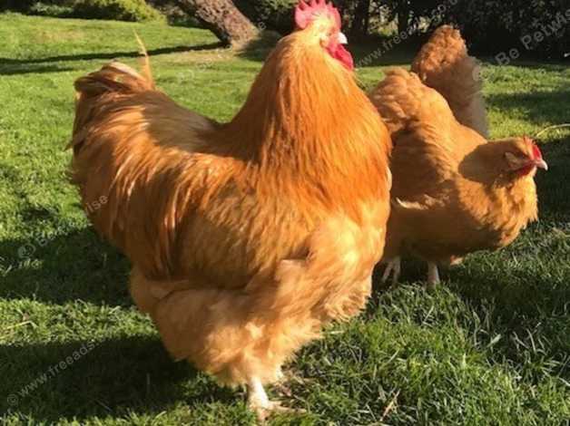 Buff Orpington Chicken (large Fowl) Hatching Eggs X 6 Eggs in St ...