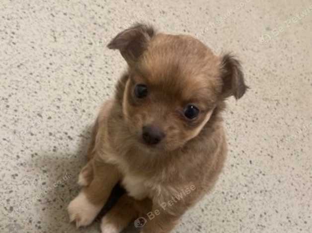 Papillon cross chihuahua for sales sale