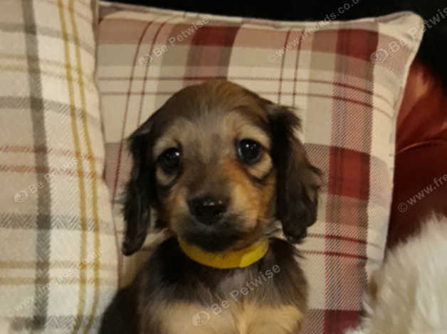 Min Long Haired Dachshund Pup In Alness Iv17 On Freeads