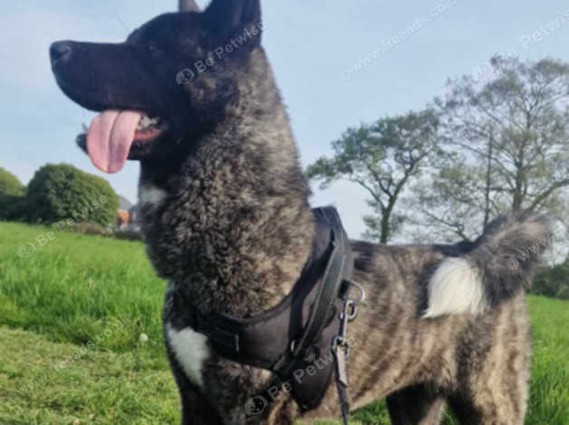 Female Akita 1 Year Old in Tamworth B78 on Freeads Classifieds - Akitas