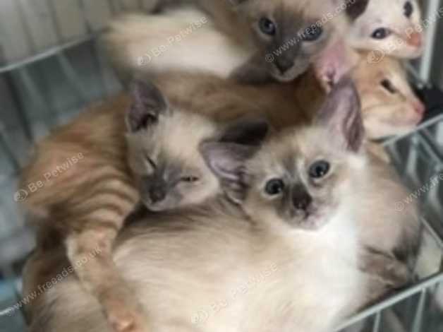 Siamese Kittens In Milford Haven Sa73 On Freeads Classifieds