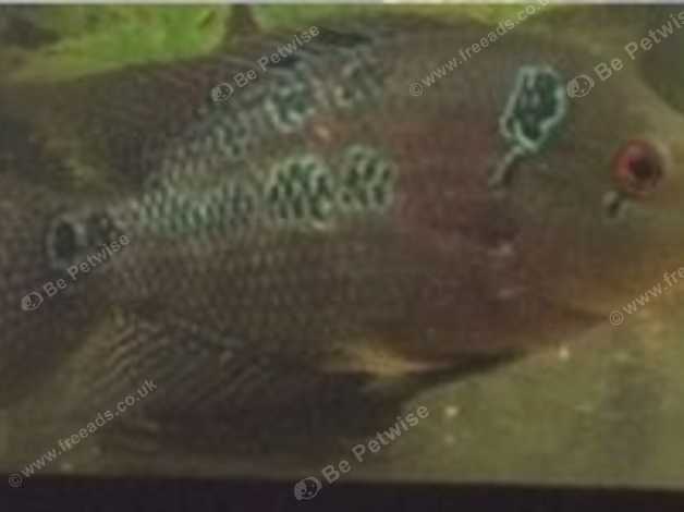 Flowerhorn Fish in London on Freeads Classifieds - Cichlids
