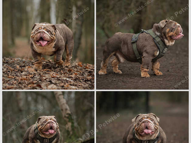 Wonder boy hot sale british bulldog