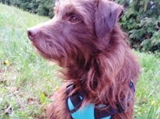 Patterdale Terrier For Sale In Exeter Ex5 On Freeads Classifieds