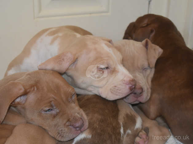 Red nose puppies for sale clearance near me