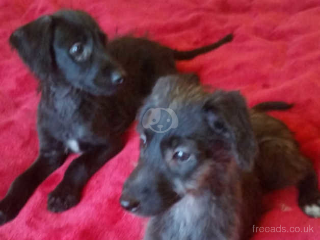 Whippet X Poodle In Whitby On Freeads Classifieds Miniature