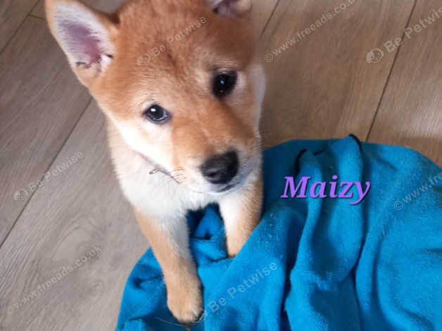 Shiba inu blue sales eyes