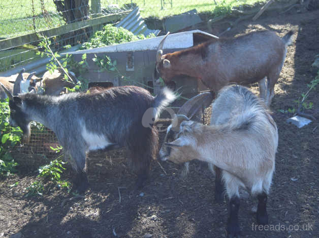 3 WETHER PET GOATS FOR RE-HOMING in Holyhead